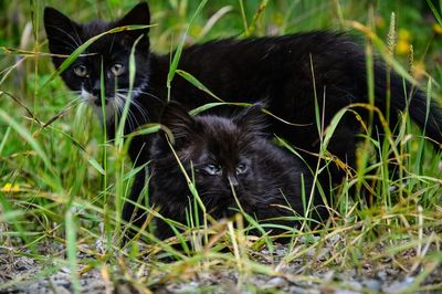 Portrait of dog on grassy field