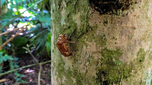 Close-up of tree trunk