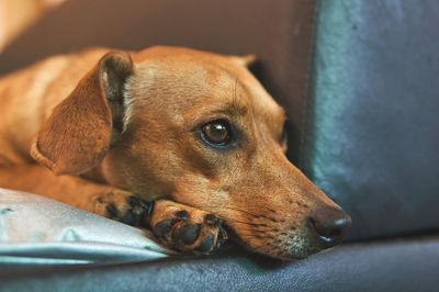 Close-up of dog resting