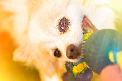 Close-up portrait of a dog