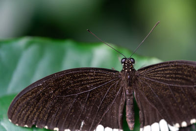 Close-up of butterfly