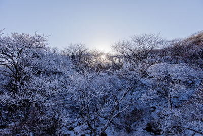 Low angle view of frozen plants against sky