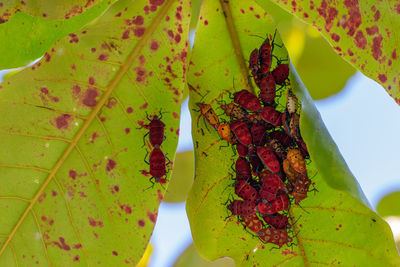 Close-up of leaves on plant during autumn