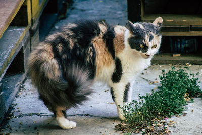 Cat looking away