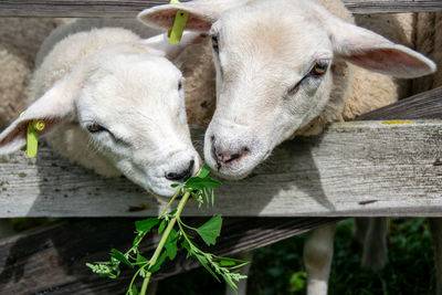 Two sheep behind a fence eating green plant