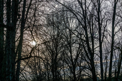 Low angle view of silhouette trees in forest against sky