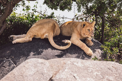 Lion cubs on a rock