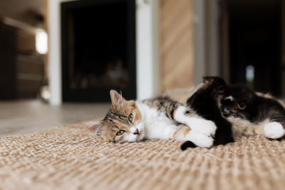 Tricolor mother female cat laying on the floor with kittens and nursing them