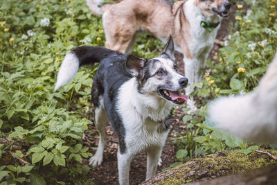 Dogs on field