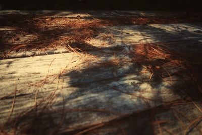 High angle view of dry leaf on wood