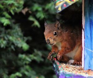 Close-up of squirrel