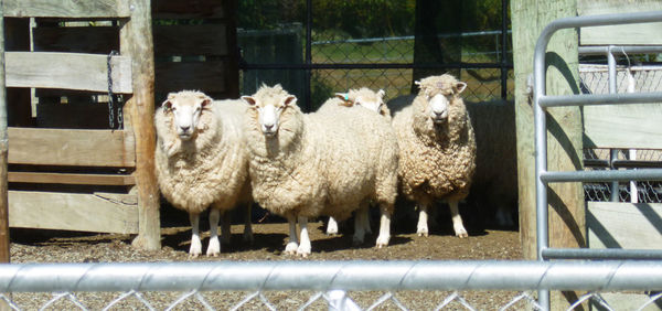 Sheep in shed