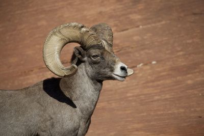 High angle view of bighorn sheep standing on hardwood floor