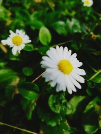 Close-up of white daisy flowers