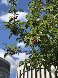 Low angle view of tree against sky