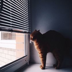 Side view of ginger cat looking through window