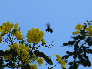 Low angle view of yellow flowering plant against clear blue sky