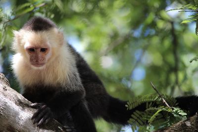 Low angle view of monkey sitting on tree