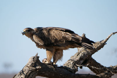 Low angle view of bird perching on tree against sky