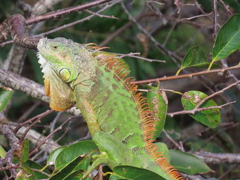 Closeup of an iguana in a tree