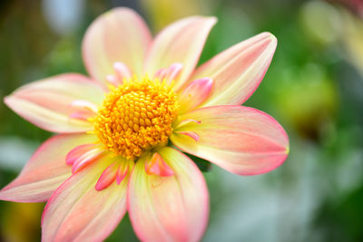 Close-up of pink flower