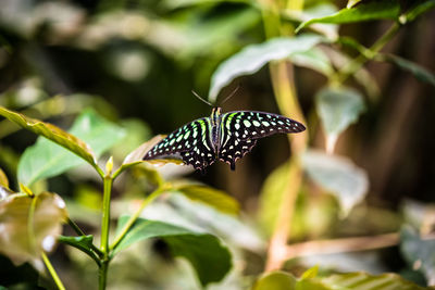 Close-up of butterfly perching on plant