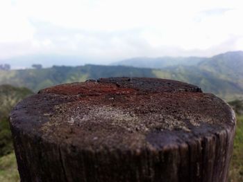 Close-up of tree stump