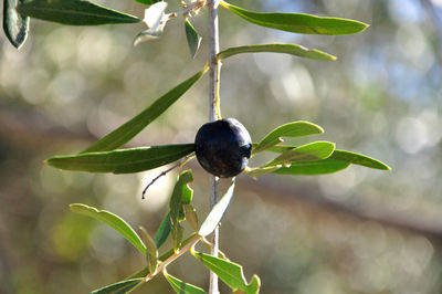 Close-up of fruit growing on plant