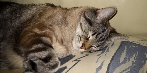 Close-up of a sleeping cat