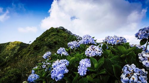 Close-up of purple flowering plants against blue sky