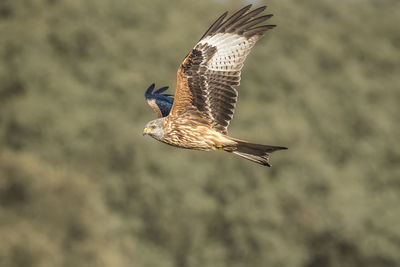 Close-up of eagle flying