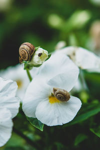 Close-up of honey bee on white flower