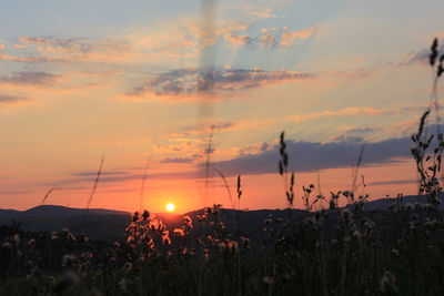 Plants growing on field against sky during sunset