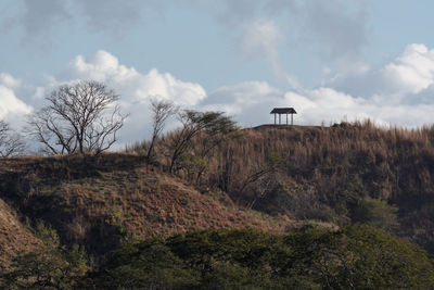 Plants on land against sky