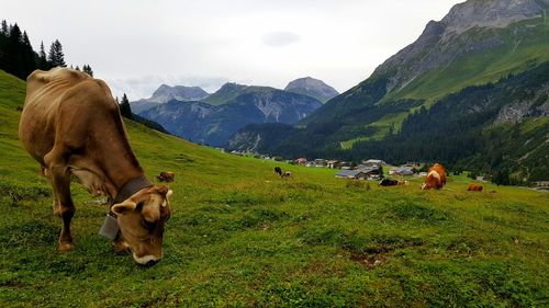 Cows grazing on austrian mountains