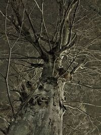Bare tree against sky