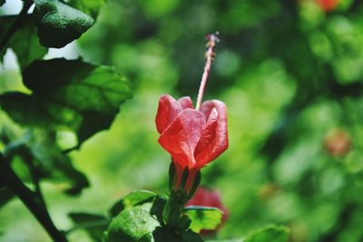 Close-up of red flower blooming in garden