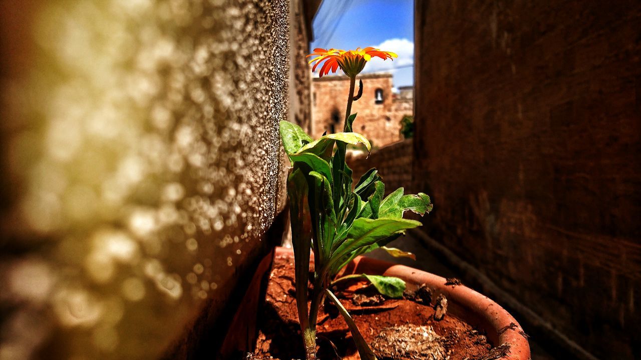 PLANTS AND LEAVES