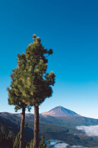 Tree on snowcapped mountain against clear blue sky
