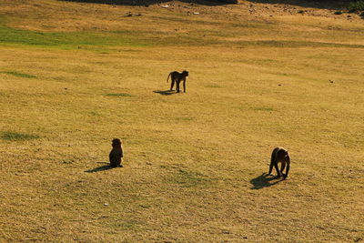 Two people on field