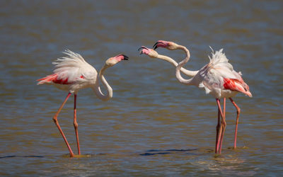 View of birds in lake