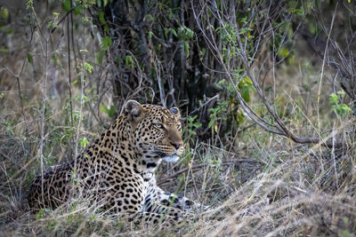 Leopard resting under a tree