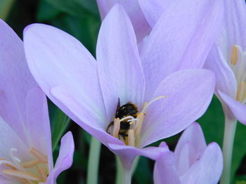 Close-up of bee pollinating on purple flower