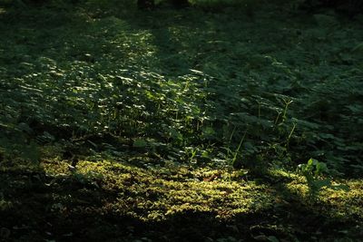 High angle view of plants growing on land