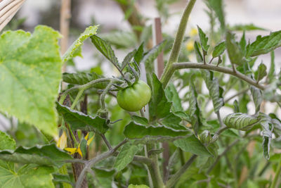 Close-up of fruits on tree