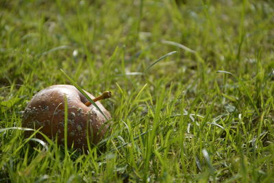 Close-up of mushroom in grass