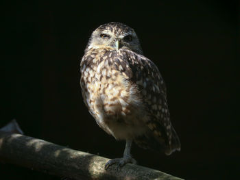 Close-up of owl perching on wood