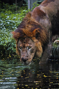 Close-up of lion relaxing in lake