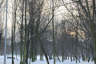Trees on snow covered forest against sky