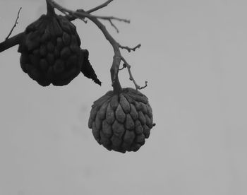 Close-up of leaves